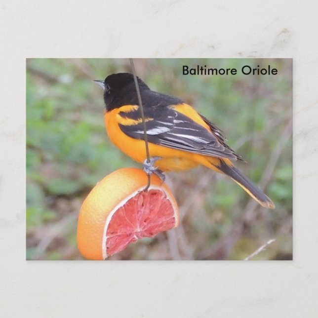 Cartão Postal Oriole de Baltimore (Frente)