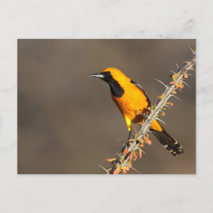 Cartão Postal Oriole encapuzado em um galho