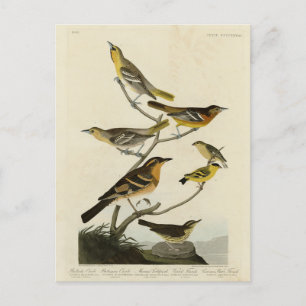 Cartão Postal Orioles, arbustos, das Aves da América de Audubon