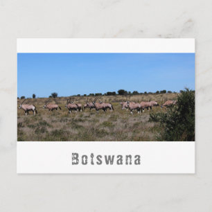 Cartão Postal Orix da Botsuana Animais Selvagens Paisagem da Sav