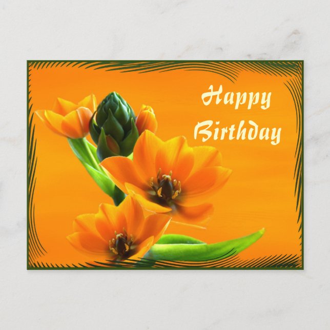 Cartão Postal Ornithogalum dubium (Frente)