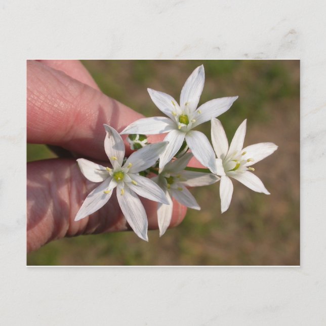 Cartão Postal Ornithogalum umbellatum (Frente)