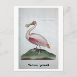 Cartão Postal Ornithologie - Spoonbill Americano