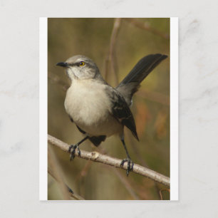 Cartão Postal Ornitologia de Mockingbird
