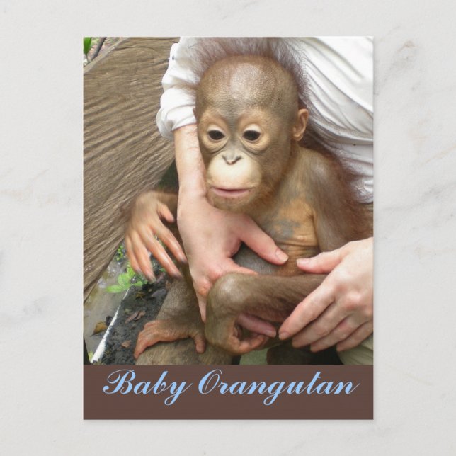 Cartão Postal Orphan Baby Orangutan (Frente)