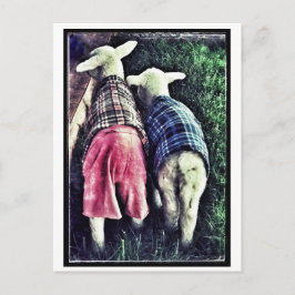 Cartão Postal Orphan Lamb