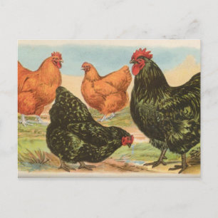 Cartão Postal Orpingtons