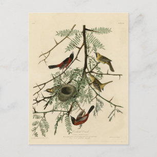 Cartão Postal Orquard Oriole das Aves da América de Audubon