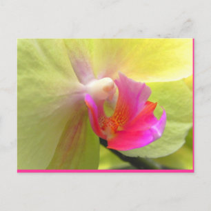 Cartão Postal Orquídea