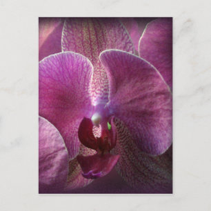 Cartão Postal Orquídea