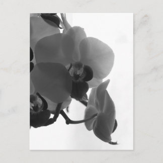 Cartão Postal Orquídea
