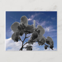 Orquídea