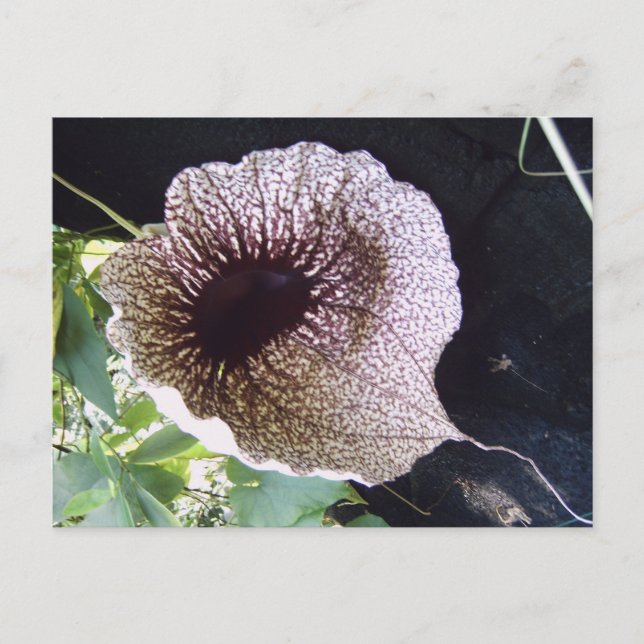 Cartão Postal Orquídea (Frente)