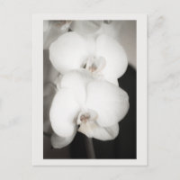 Orquídea 8931