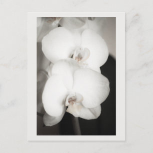 Cartão Postal Orquídea 8931