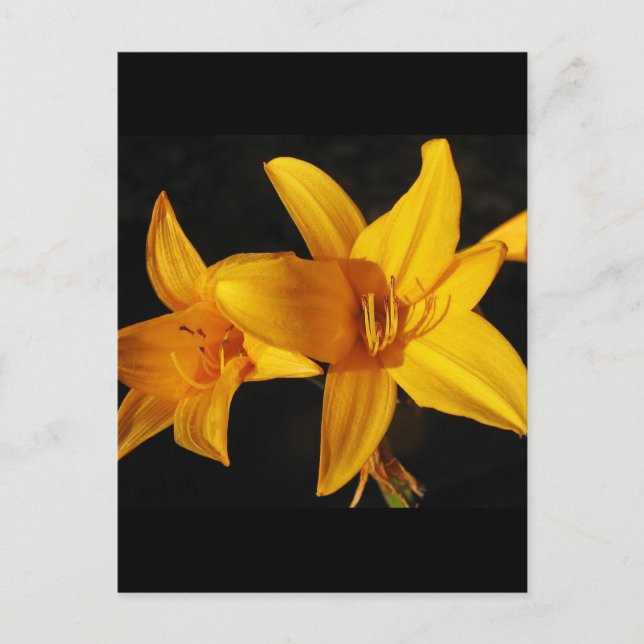 Cartão Postal Orquídea amarela (Frente)