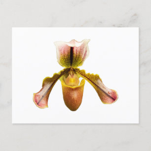 Cartão Postal Orquídea amarela