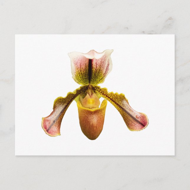 Cartão Postal Orquídea amarela (Frente)