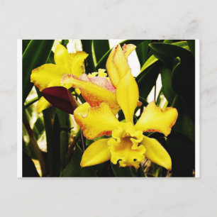 Cartão Postal Orquídea amarela
