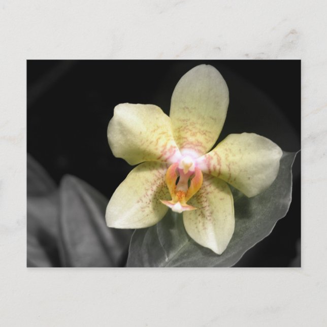 Cartão Postal Orquídea amarela clara (Frente)