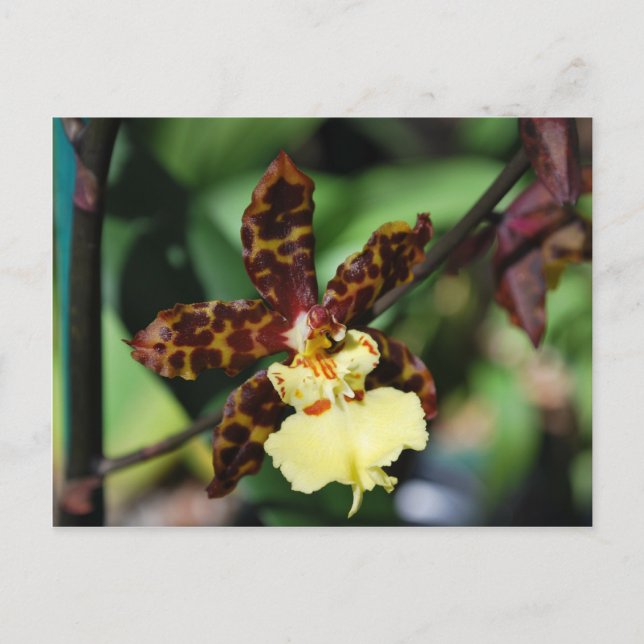 Cartão Postal Orquídea Amarela de Vero Beach, FL (Frente)