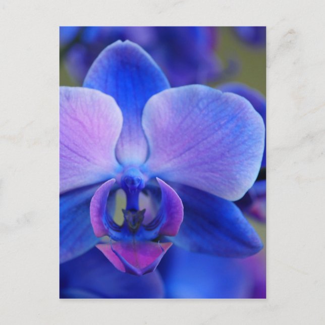 Cartão Postal Orquídea Azul e Rosa (Frente)