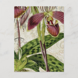 Cartão Postal orquídea botânica tropical parisiense romântica