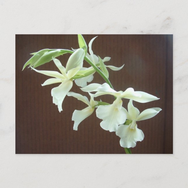Cartão Postal Orquídea Branca (Frente)