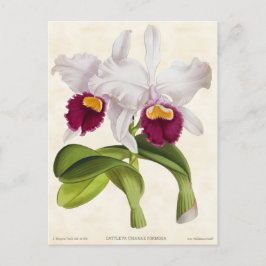 Cartão Postal Orquídea Branca de Cattleya Botânica