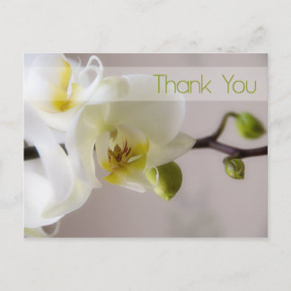 Cartão Postal Orquídea Branca Obrigado Cartão-Postal