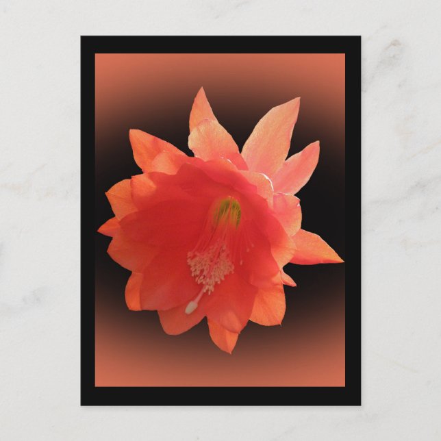 Cartão Postal Orquídea Cactus - Epiphyllum Ackermannii - Flor (Frente)