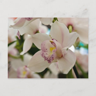 Cartão Postal Orquídea - Cartão-postal
