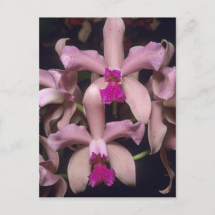 Cartão Postal Orquídea (Cattleya amethystoglossa), Leste