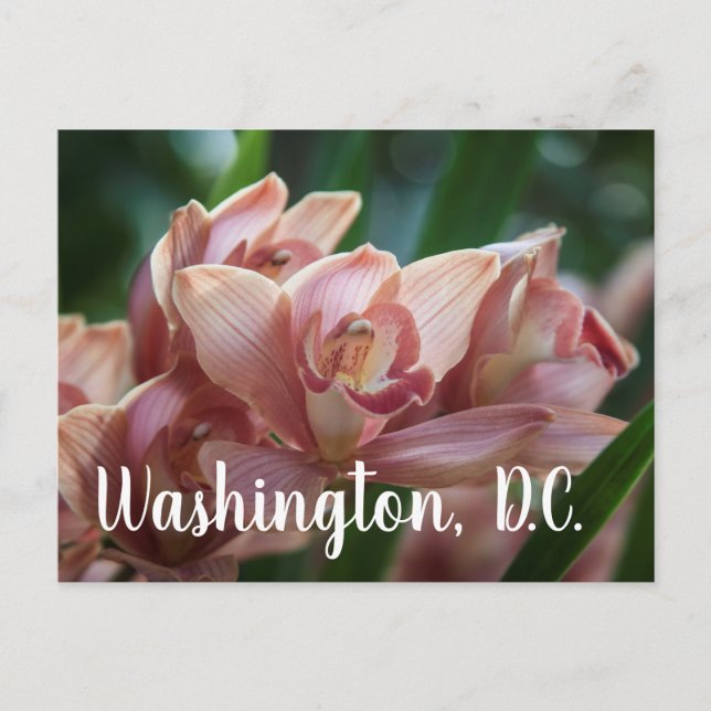 Cartão Postal Orquídea Chá com Leite Washington, D.C (Frente)