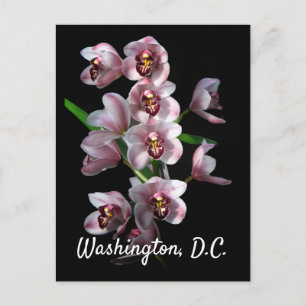 Cartão Postal Orquídea da loucura em Black, Washington, D.C