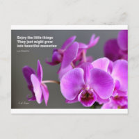Orquídea da mauve púrpura, citação inspiradora