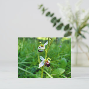 Cartão Postal Orquídea de abelhas