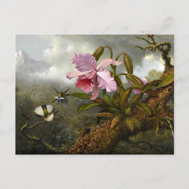 Cartão Postal Orquídea de Cattleya, dois beija-flores e um besou (Frente)