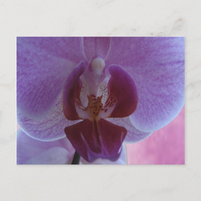 Cartão Postal Orquídea de cor indiana (Frente)