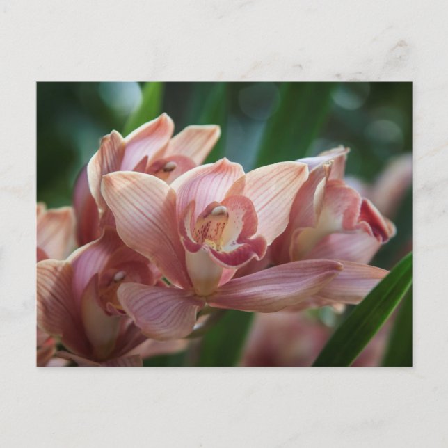 Cartão Postal Orquídea de leite (Frente)