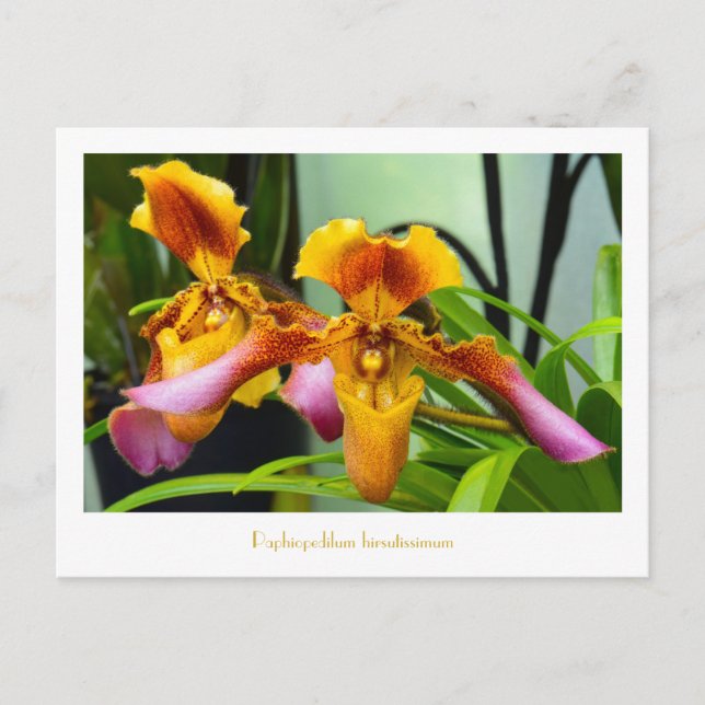 Cartão Postal Orquídea-de-relva Paphiopedilum hirsutissimio (Frente)