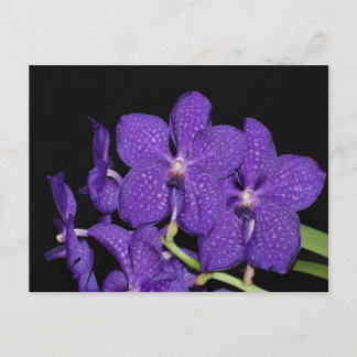 Cartão Postal Orquídea de vanda púrpura
