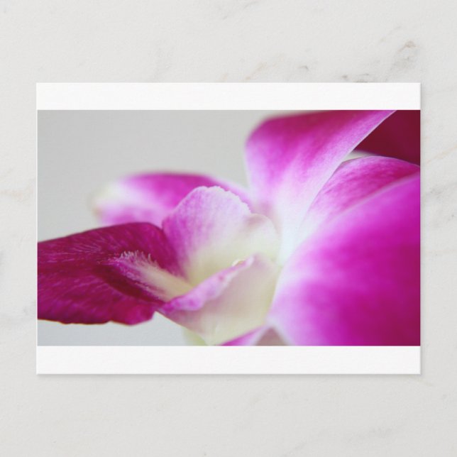 Cartão Postal Orquídea Dendrobium (Frente)