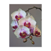Orquídea diminuta