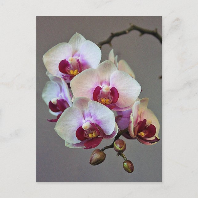 Cartão Postal Orquídea diminuta (Frente)