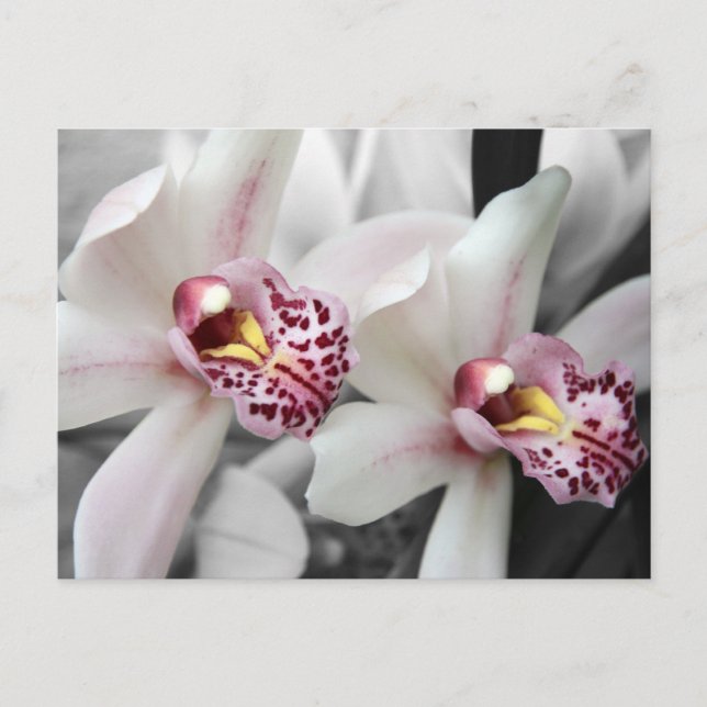 Cartão Postal Orquídea do fogo (Frente)