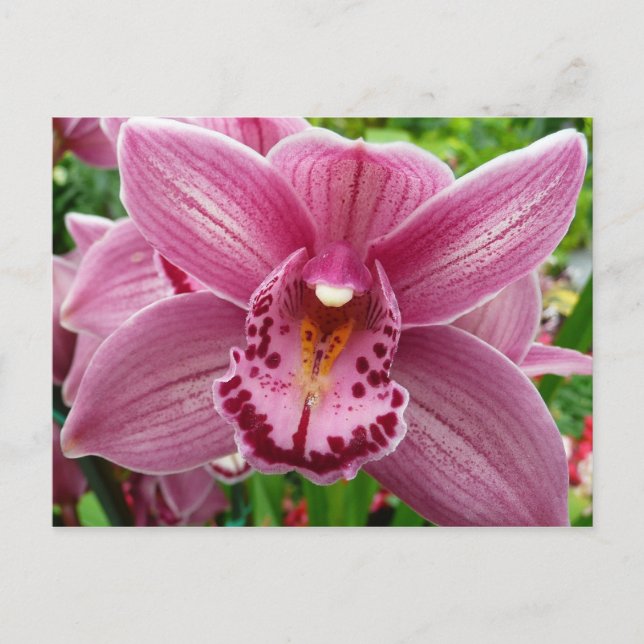 Cartão Postal Orquídea Elegante Roxo (Frente)