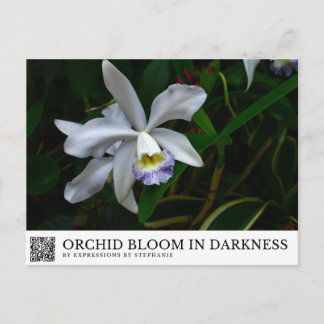 Cartão Postal Orquídea em Flor na Escuridão