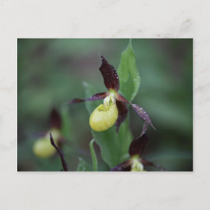 Cartão Postal Orquídea-escorrega-das-damas (Cypripedium calceol