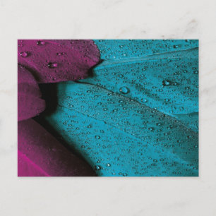 Cartão Postal Orquídea Escura e Plumagem do Teal